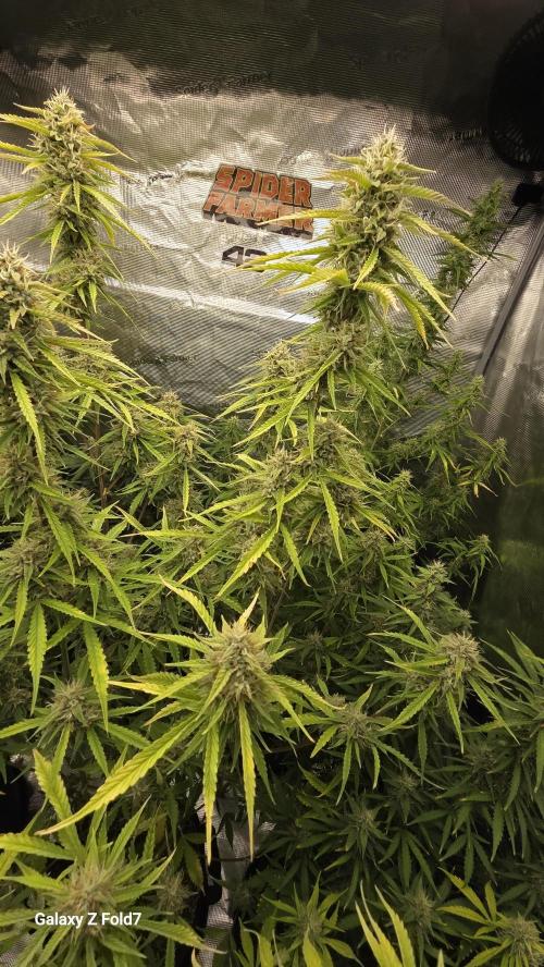 Fastbuds42 Grow. Week 10