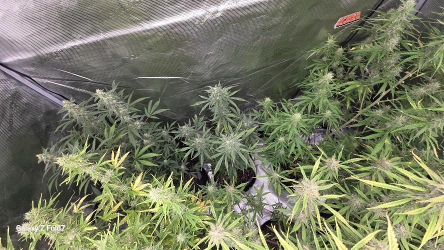 Fastbuds42 Grow. Week 10