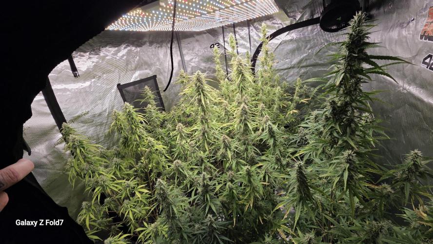 Fastbuds42 Grow. Week 10