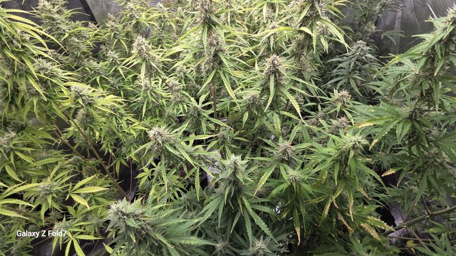 Fastbuds42 Grow. Week 10