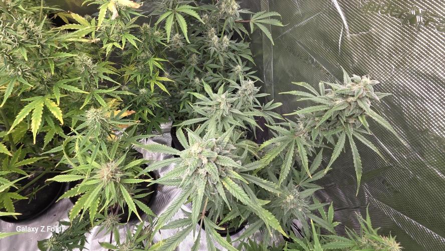 Fastbuds42 Grow. Week 10