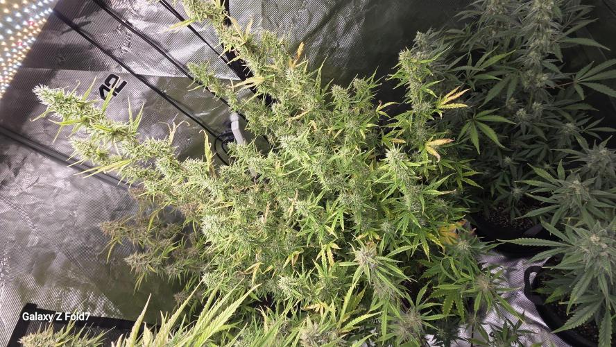 Fastbuds42 Grow. Week 10