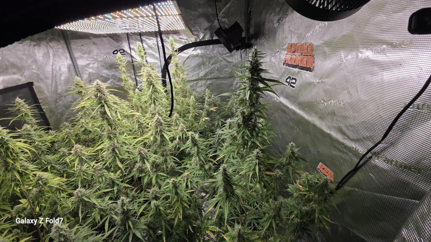 Fastbuds42 Grow. Week 10