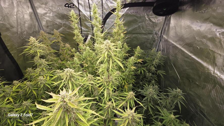 Fastbuds42 Grow. Week 10