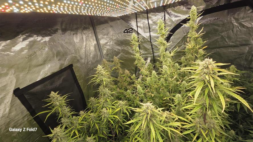 Fastbuds42 Grow. Week 10