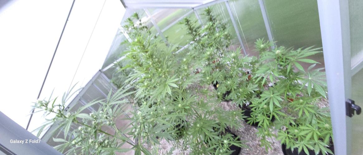 Fastbuds greenhouse. Week 3