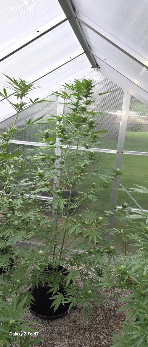 Fastbuds greenhouse. Week 3