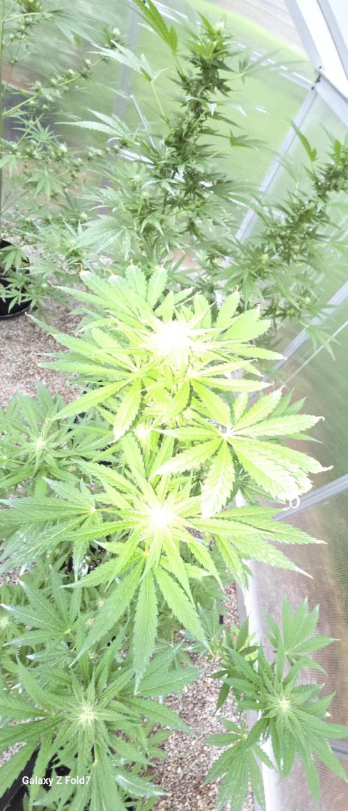 Fastbuds greenhouse. Week 3
