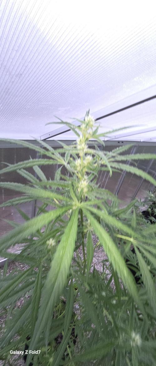 Fastbuds greenhouse. Week 3