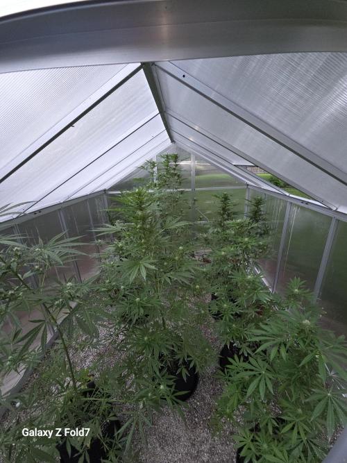 Fastbuds greenhouse. Week 3