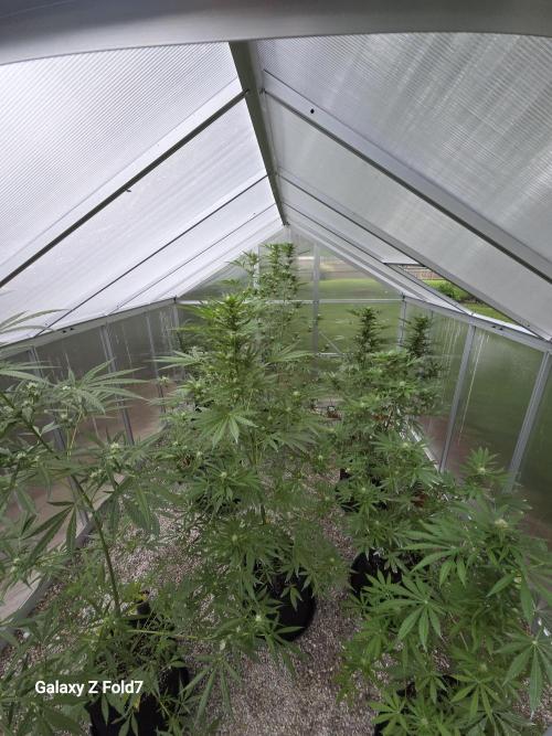 Fastbuds greenhouse. Week 3