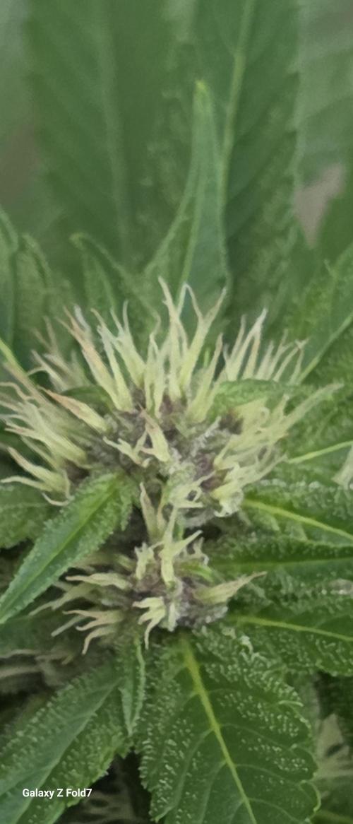 Fastbuds greenhouse. Week 3