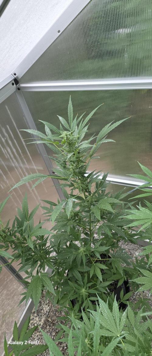Fastbuds greenhouse. Week 3