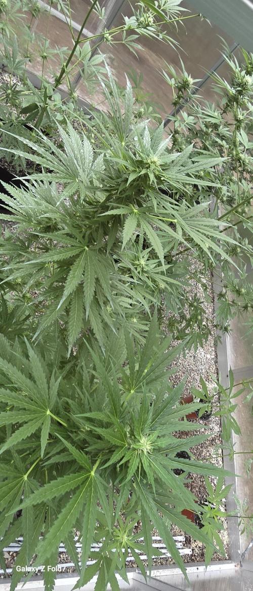 Fastbuds greenhouse. Week 3
