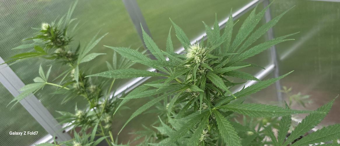 Fastbuds greenhouse. Week 3