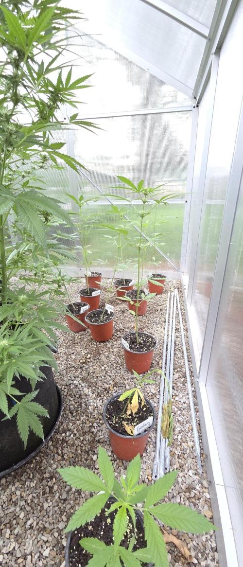 Fastbuds assorted #2. Week 4