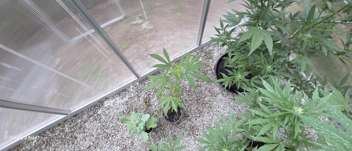 Fastbuds assorted #2. Week 4