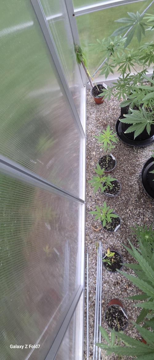 Fastbuds assorted #2. Week 4