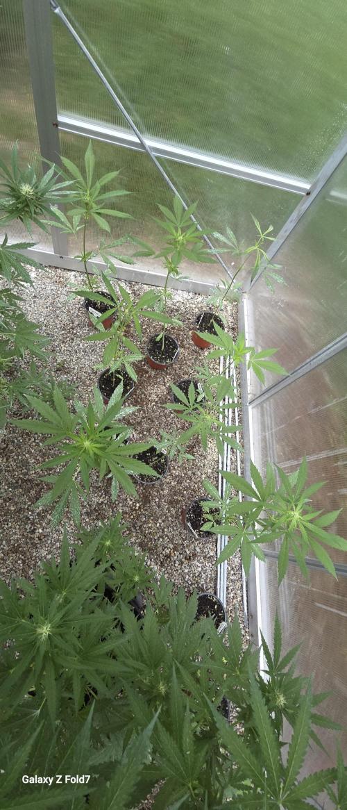 Fastbuds assorted #2. Week 4