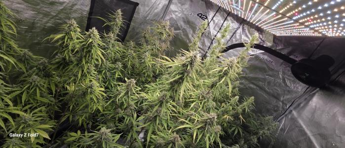 Comment by GroveportGreenthumb photo #1