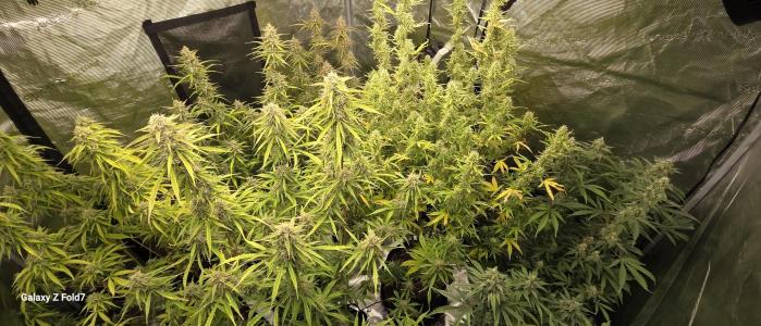 Comment by GroveportGreenthumb photo #2