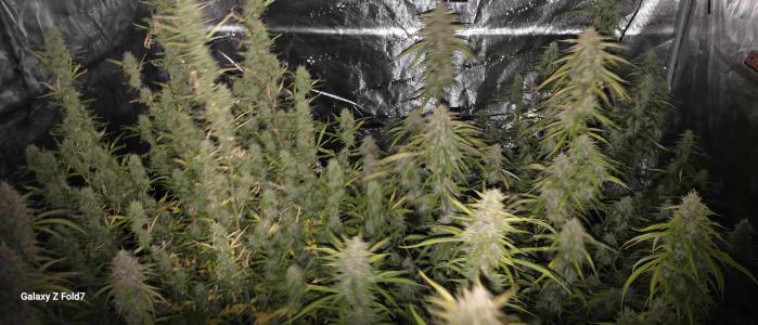 Comment by GroveportGreenthumb photo #4