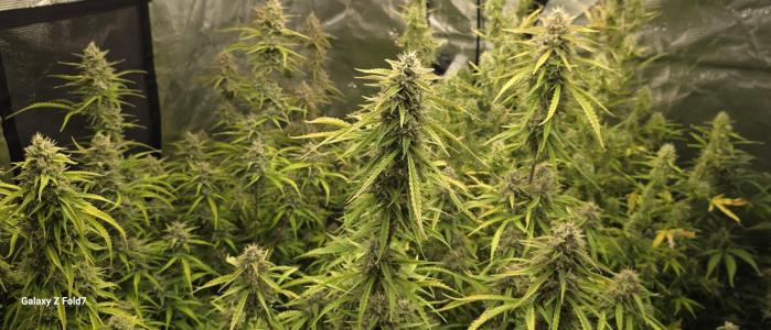Comment by GroveportGreenthumb photo #5