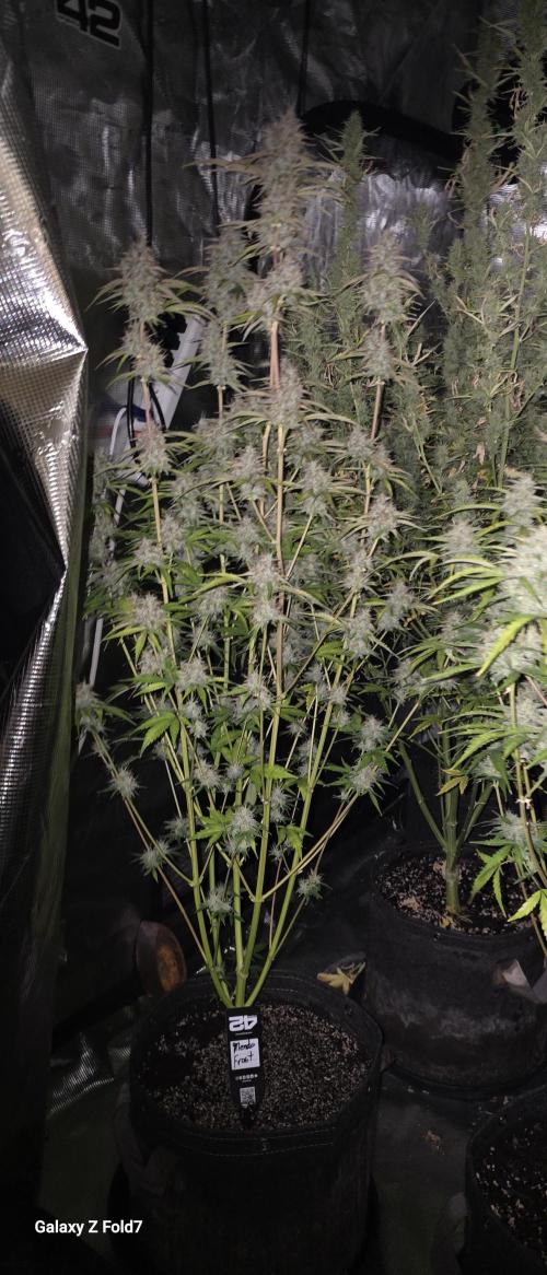 Fastbuds42 Grow. Week 10