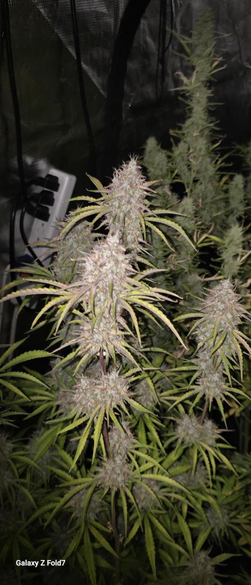 Fastbuds42 Grow. Week 10