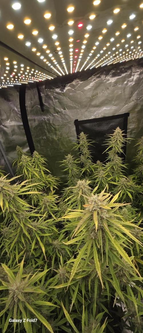 Fastbuds42 Grow. Week 10