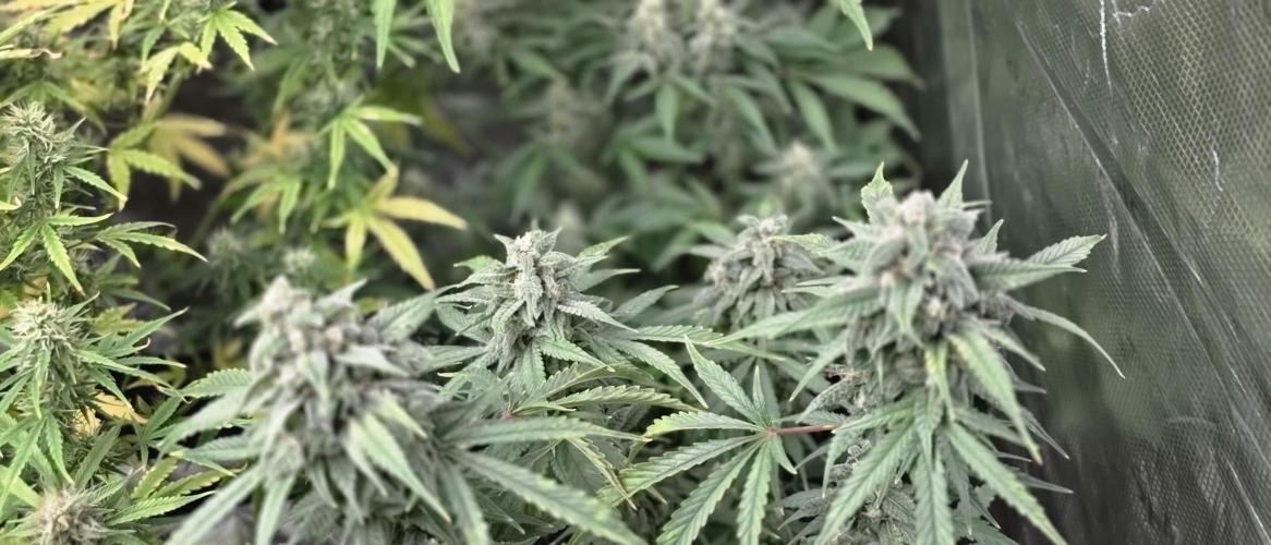 Fastbuds42 Grow. Week 10