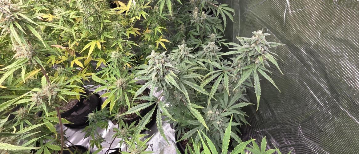 Fastbuds42 Grow. Week 10