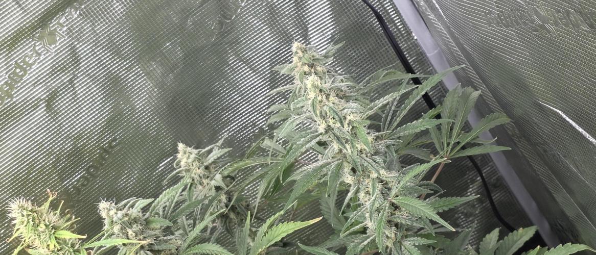 Fastbuds42 Grow. Week 10