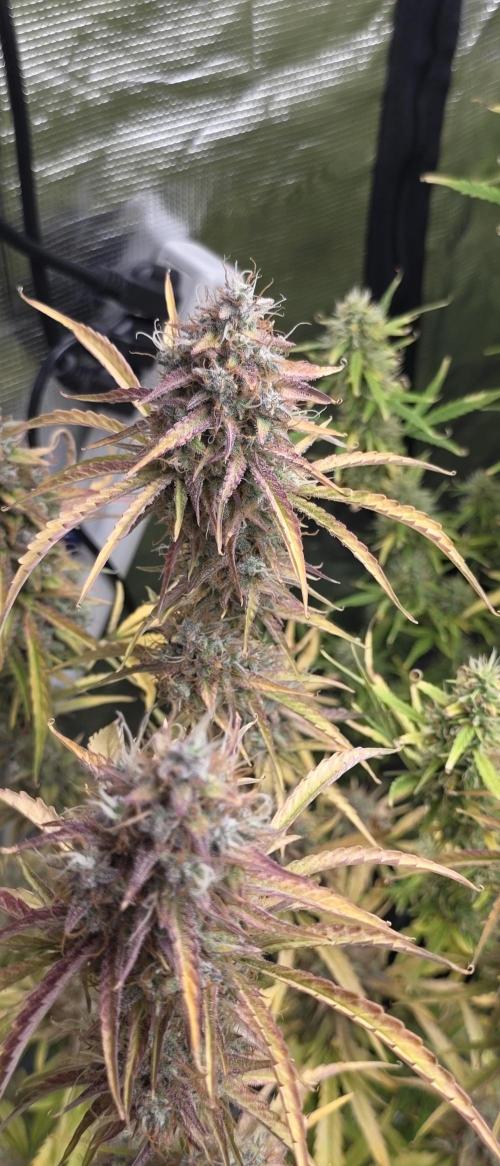 Fastbuds42 Grow. Week 11