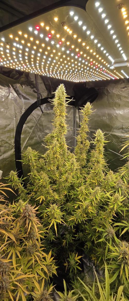 Fastbuds42 Grow. Week 11