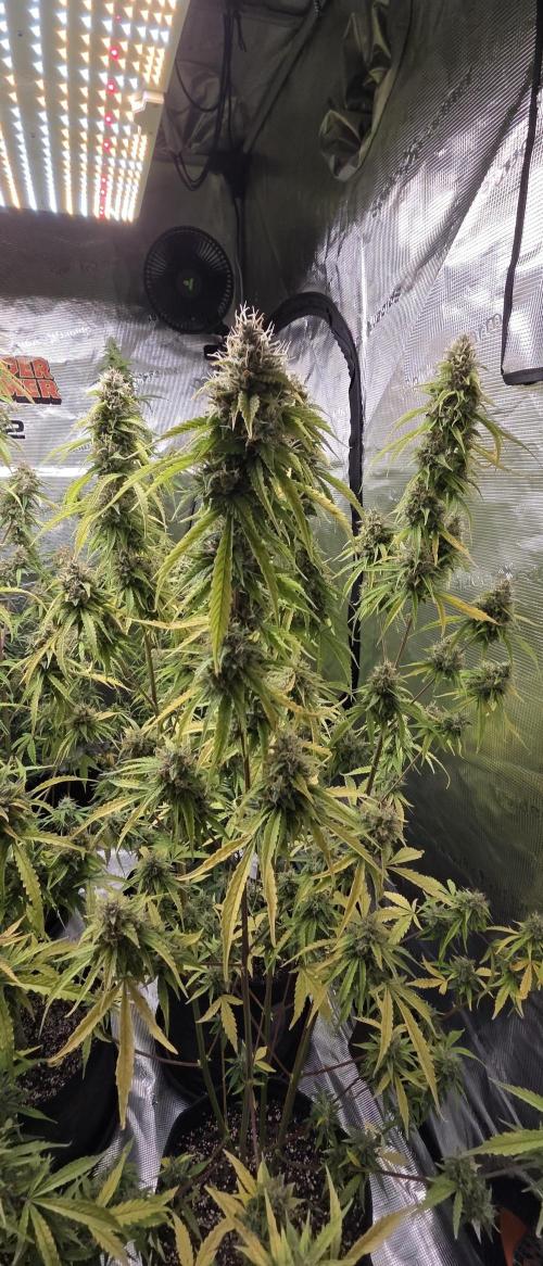 Fastbuds42 Grow. Week 11