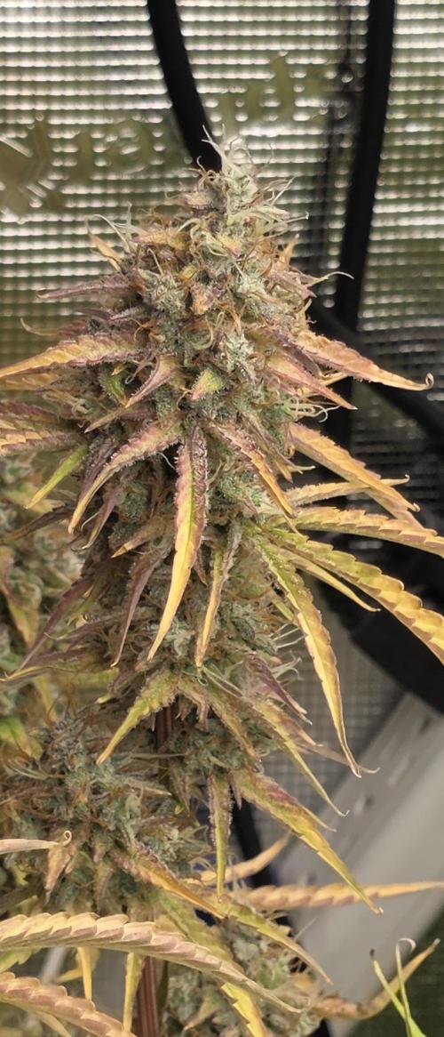 Fastbuds42 Grow. Week 11
