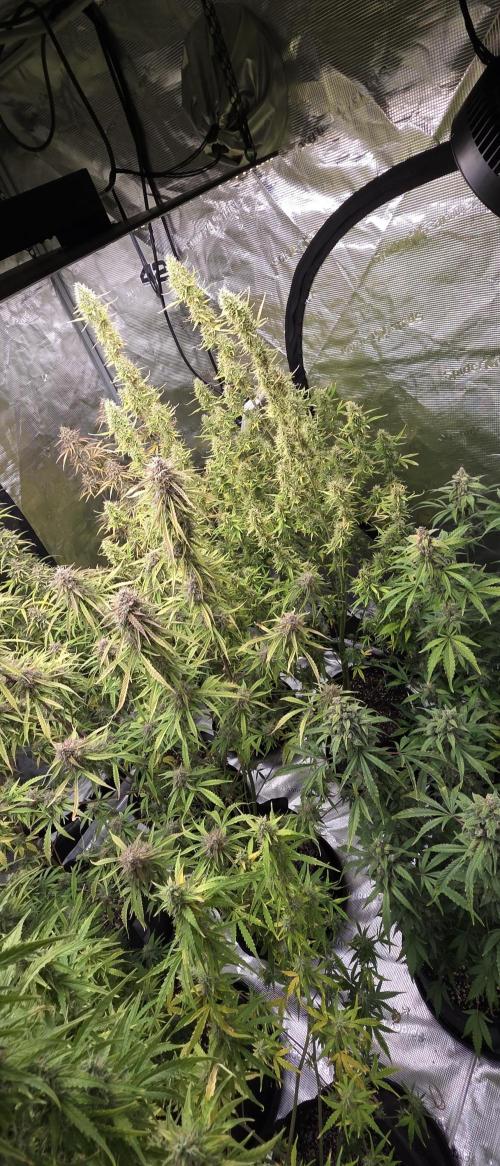 Fastbuds42 Grow. Week 11