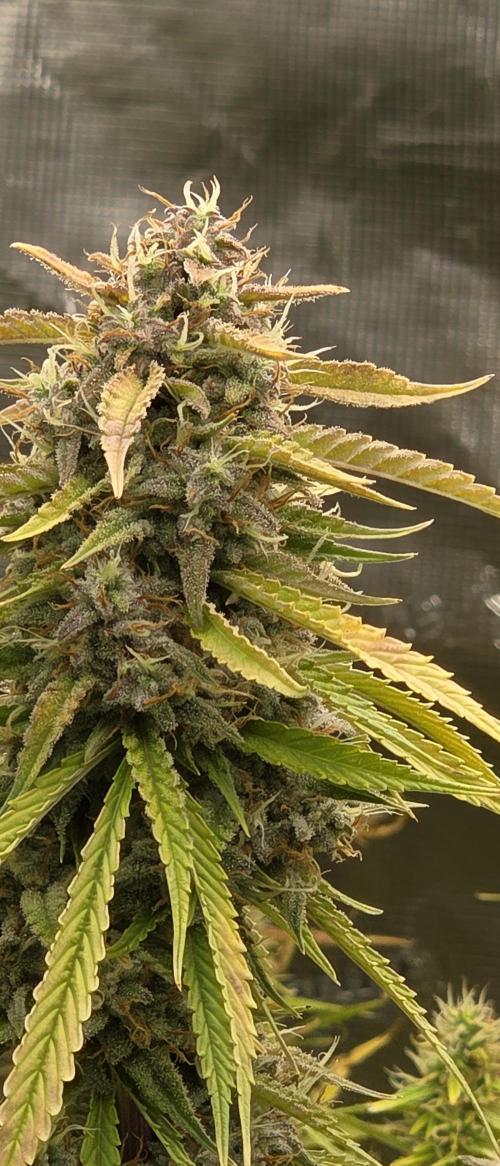 Fastbuds42 Grow. Week 11