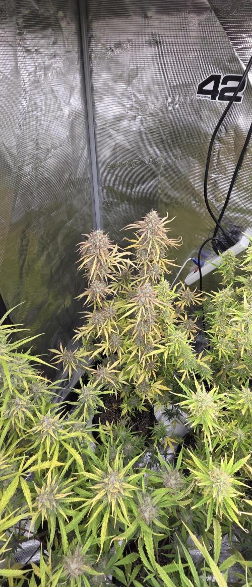 Fastbuds42 Grow. Week 11