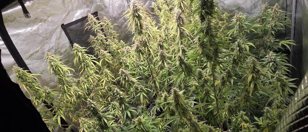 Fastbuds42 Grow. Week 11