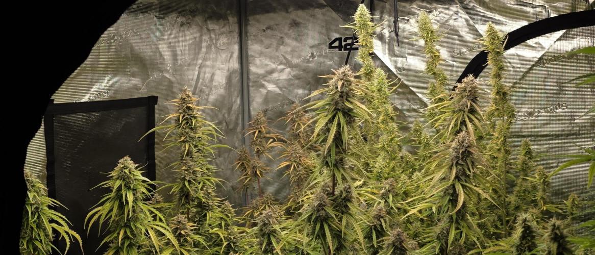 Fastbuds42 Grow. Week 11