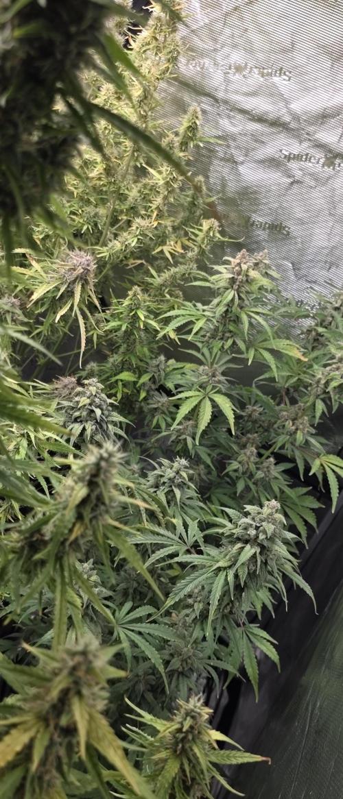 Fastbuds42 Grow. Week 11
