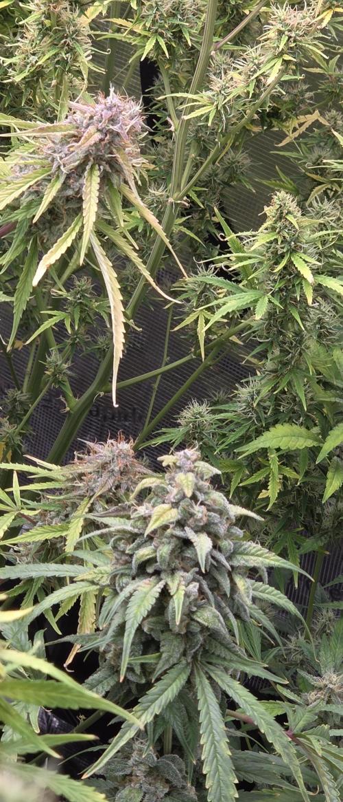 Fastbuds42 Grow. Week 11