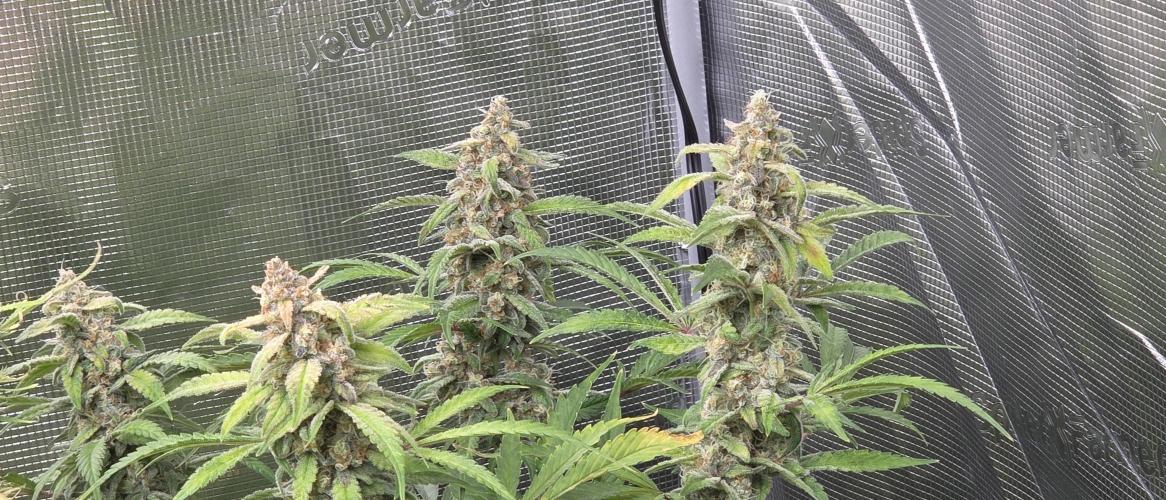 Fastbuds42 Grow. Week 11