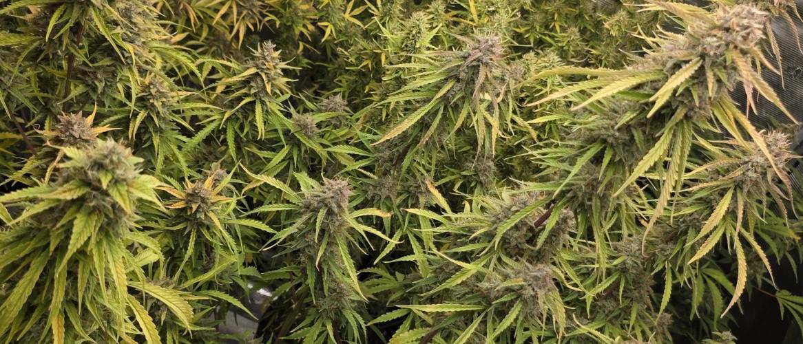 Fastbuds42 Grow. Week 11