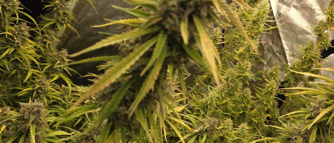 Fastbuds42 Grow. Week 11