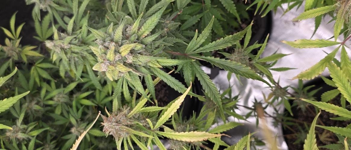 Fastbuds42 Grow. Week 11