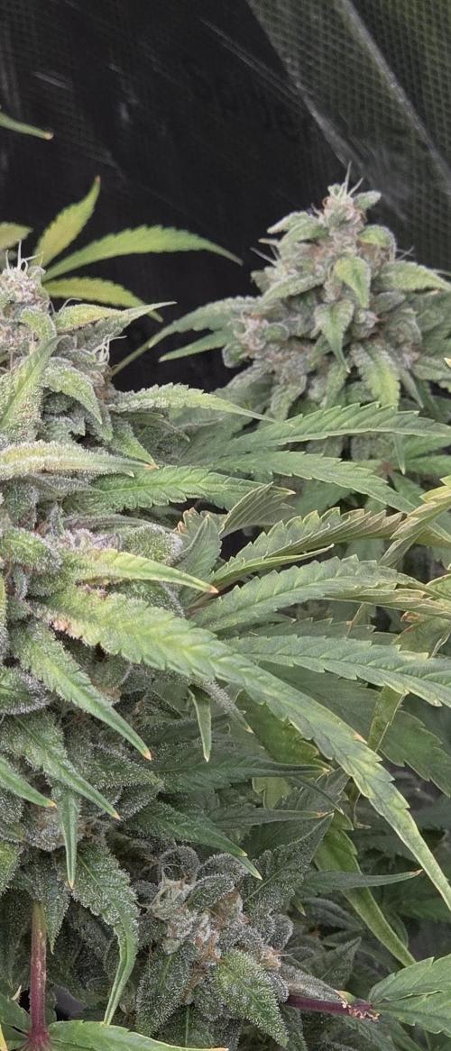 Fastbuds42 Grow. Week 11
