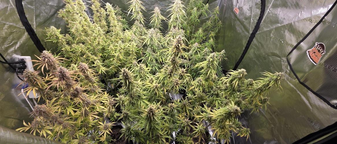 Fastbuds42 Grow. Week 11